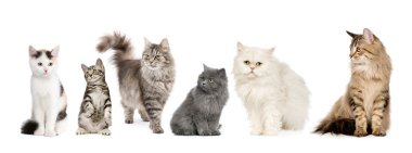 Grup üst üste kedi: Norveççe, Sibirya ve Farsça kedi