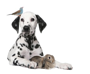 Grup hayvanlar: köpek, köpek, kuş, tavşan
