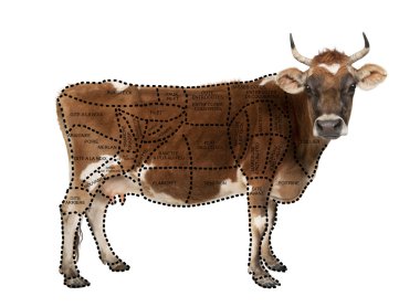 Portrait of brown Jersey cow, 10 years old, standing in front of white background, studio shot clipart