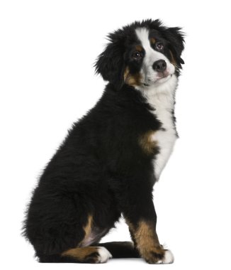 Bernese mountain dog Puppy, 5 months old, sitting in front of white background clipart