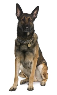 Belgian Shepherd Dog, Malinois, 2 years old, sitting in front of white background clipart