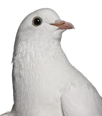Güvercin, 2 yıl yaşlı, beyaz arka plan