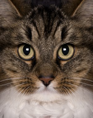 Crossbreed cat, 3 years old, looking at camera clipart