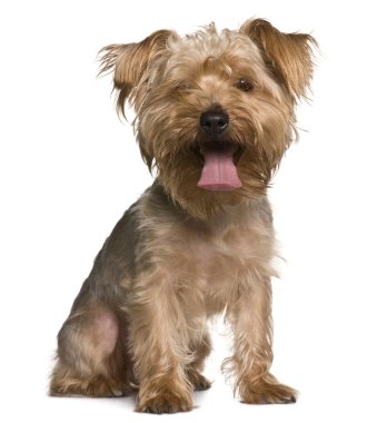 Yorkshire terrier, 3 yıl yaşlı, beyaz arka plan oturan