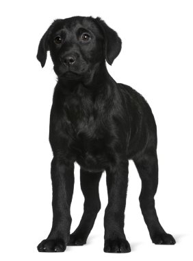 Labrador puppy, 3 months old, standing in front of white background clipart