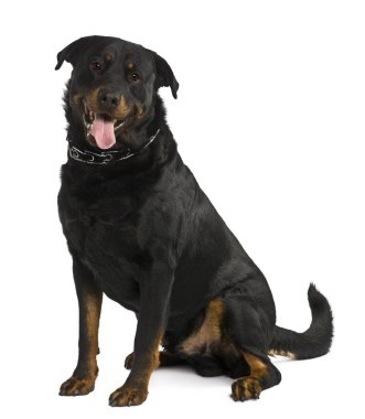 beauceron köpek, 4 yıl yaşlı, önünde oturan arka plan beyaz.