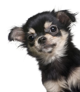 Chihuahua köpek yavrusu, 4 ay yaşlı, beyaz arka plan duran