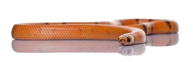 Honduran milk snake, Lampropeltis triangulum hondurensis, hanging in front of white background clipart