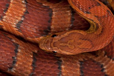 Mısır yılan derisi veya kırmızı fare yılan derisi, pantherophis guttattus yakın çekim
