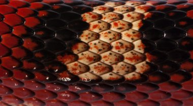 nelson's milkshake Close-Up ölçekler, lampropeltis triangulum nelsoni