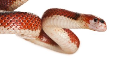 Nelson'ın milksnake, lampropeltis triangulum nelsoni