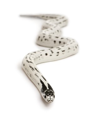 California kingsnake, beyaz arka plan önünde lampropeltis getula californiae