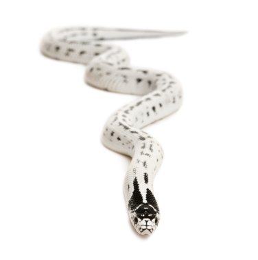 California Kingsnake, Lampropeltis getula californiae, in front of white background clipart