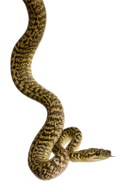 Morelia spilota variegata, a subspecies of python clipart