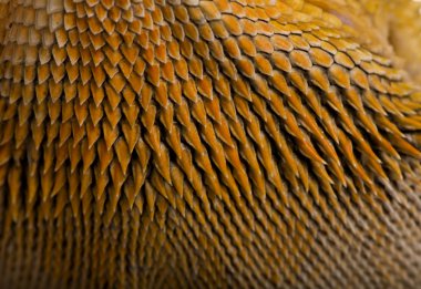 Close-up of scales on Lawson's dragon, Pogona henrylawsoni clipart