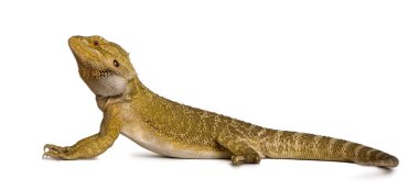 Lawson's dragon, Pogona henrylawson, in front of white background clipart