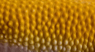 Close-up of Sunglow Leopard gecko scales, Eublepharis macularius clipart