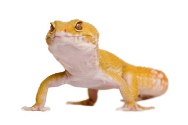 Sunglow Leopard gecko, Eublepharis macularius, walking in front of white background clipart