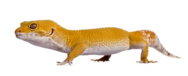 Şafak leopar gecko, eublepharis macularius, beyaz arka plan yürüyüş