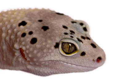 Bell albino cıvata şerit leopar gecko, beyaz arka plan önünde eublepharis macularius