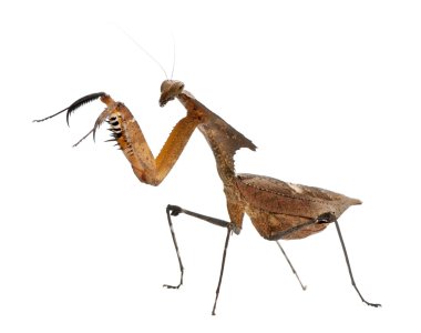 Giant Dead Leaf Mantis, Deroplatys desiccata, 4 months old, against white background clipart