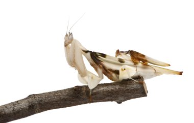 erkek ve kadın hymenopus coronatus, beyaz arka plan önünde dalı Malezya orkide mantis