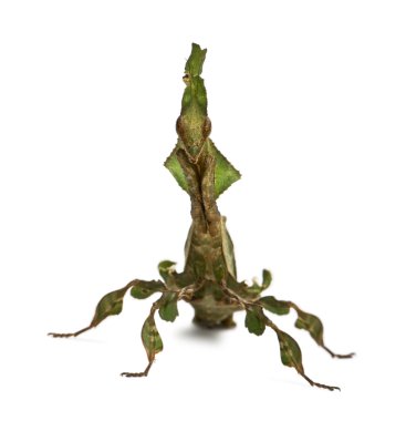 Ghost Mantis, Phyllocrania paradoxa, praying mantis, 3 months old clipart