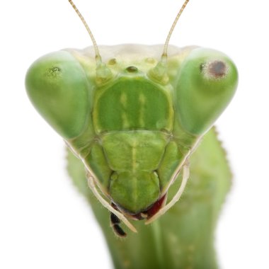 Stagmatoptera Sp, Stagmatoptera, praying mantis clipart