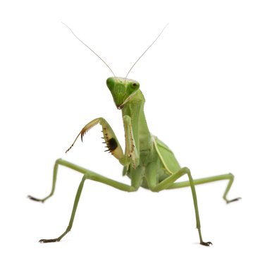 Stagmatoptera Sp, Stagmatoptera, praying mantis clipart