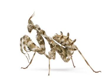 Female Blepharopsis mendica, Devil's Flower Mantis clipart