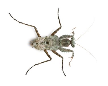 theopompa sp, peygamber devesi