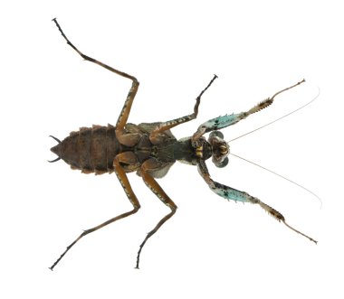 theopompa sp, peygamber devesi