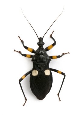 Platymeris biguttatus, a genus of assassin bug, reduviidae clipart