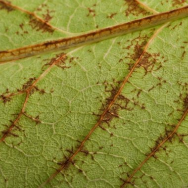 Close-up of Phyllium bioculatum, leaf insect or walking leave, Phylliidae clipart
