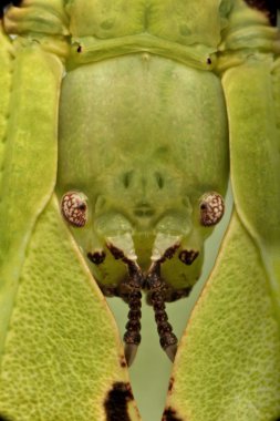 Phyllium giganteum, leaf insect walking leave, phyllidae, in front of white background clipart