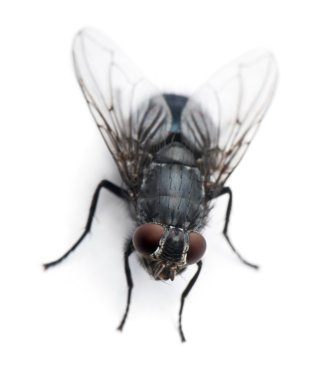 Housefly, Musca domestica, in front of white background clipart