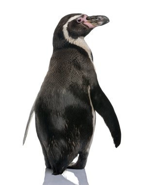 humboldt pengueni, spheniscus humboldti, beyaz arka plan duran