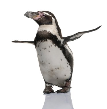 humboldt pengueni, spheniscus humboldti, beyaz arka plan duran