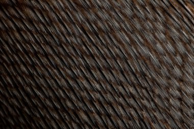 Close-up of Humboldt Penguin feathers, Spheniscus humboldti clipart