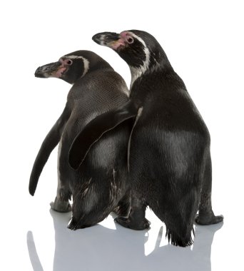 humboldt penguenler, spheniscus humboldti, beyaz arka plan duran