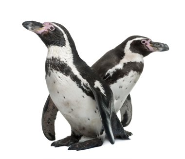humboldt penguenler, spheniscus humboldti, beyaz arka plan duran