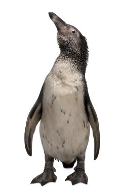 Beyaz arka plan duran genç humboldt pengueni, spheniscus humboldti,