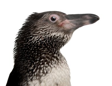 Beyaz arka plan duran genç humboldt pengueni, spheniscus humboldti,