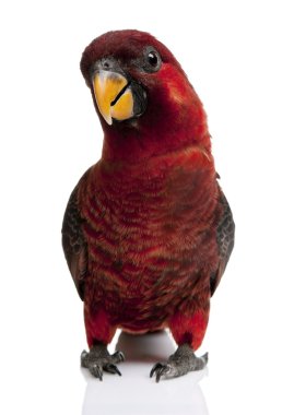 Cardinal Lory, Chalcopsitta cardinalis clipart