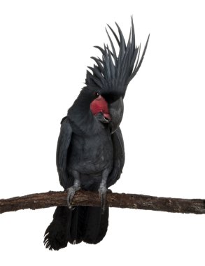 Palm Cockatoo, Probosciger aterrimus clipart