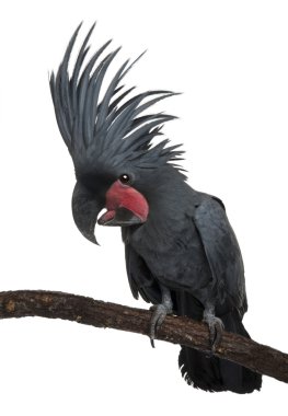 Palm Cockatoo, Probosciger aterrimus, in front of white background clipart