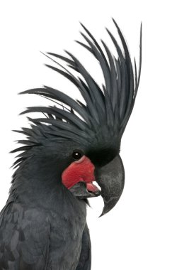 Palm Cockatoo, Probosciger aterrimus, in front of white background clipart