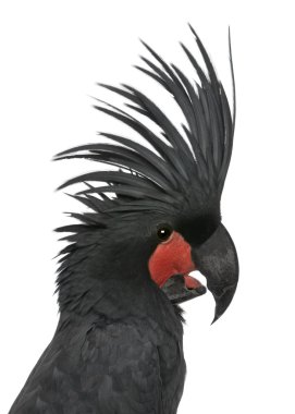 Palm Cockatoo, Probosciger aterrimus, in front of white background clipart