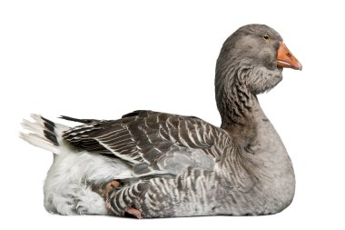 Toulouse goose sitting in front of white background clipart