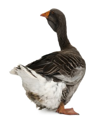 Toulouse goose in front of white background, studio shot clipart